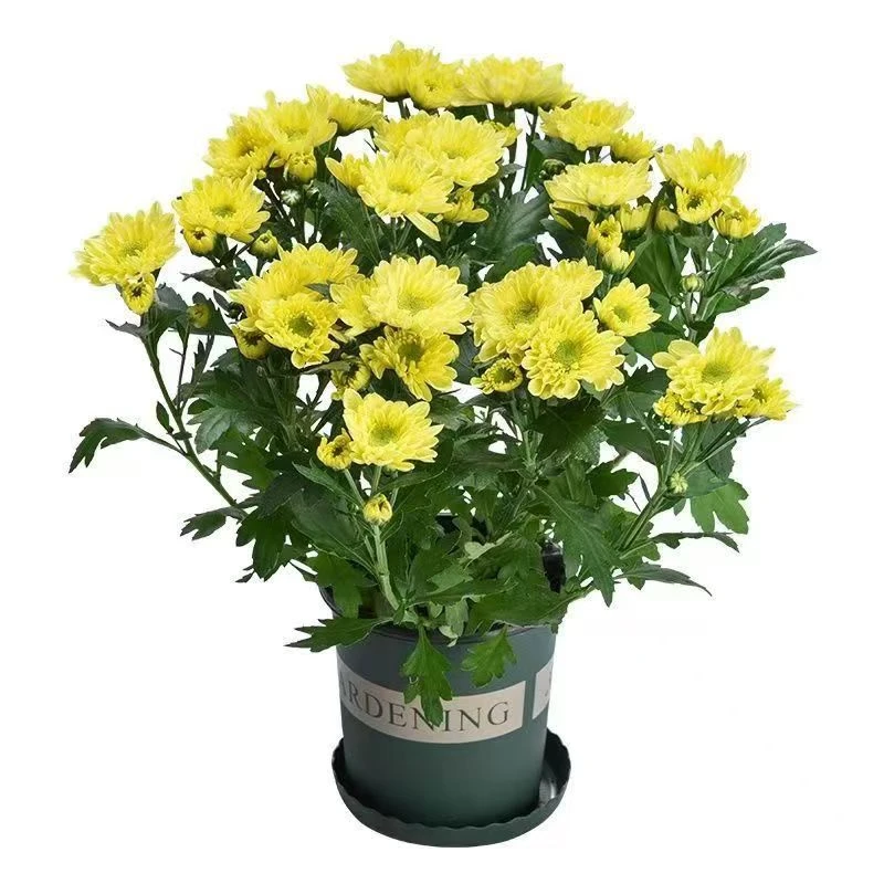 千头盆栽花苞发货菊花开花四季荷兰菊花卉室内大苗阳台好养耐寒