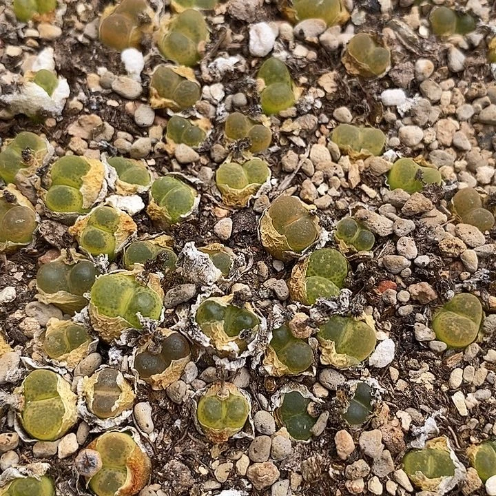 1507产地o泡一颗