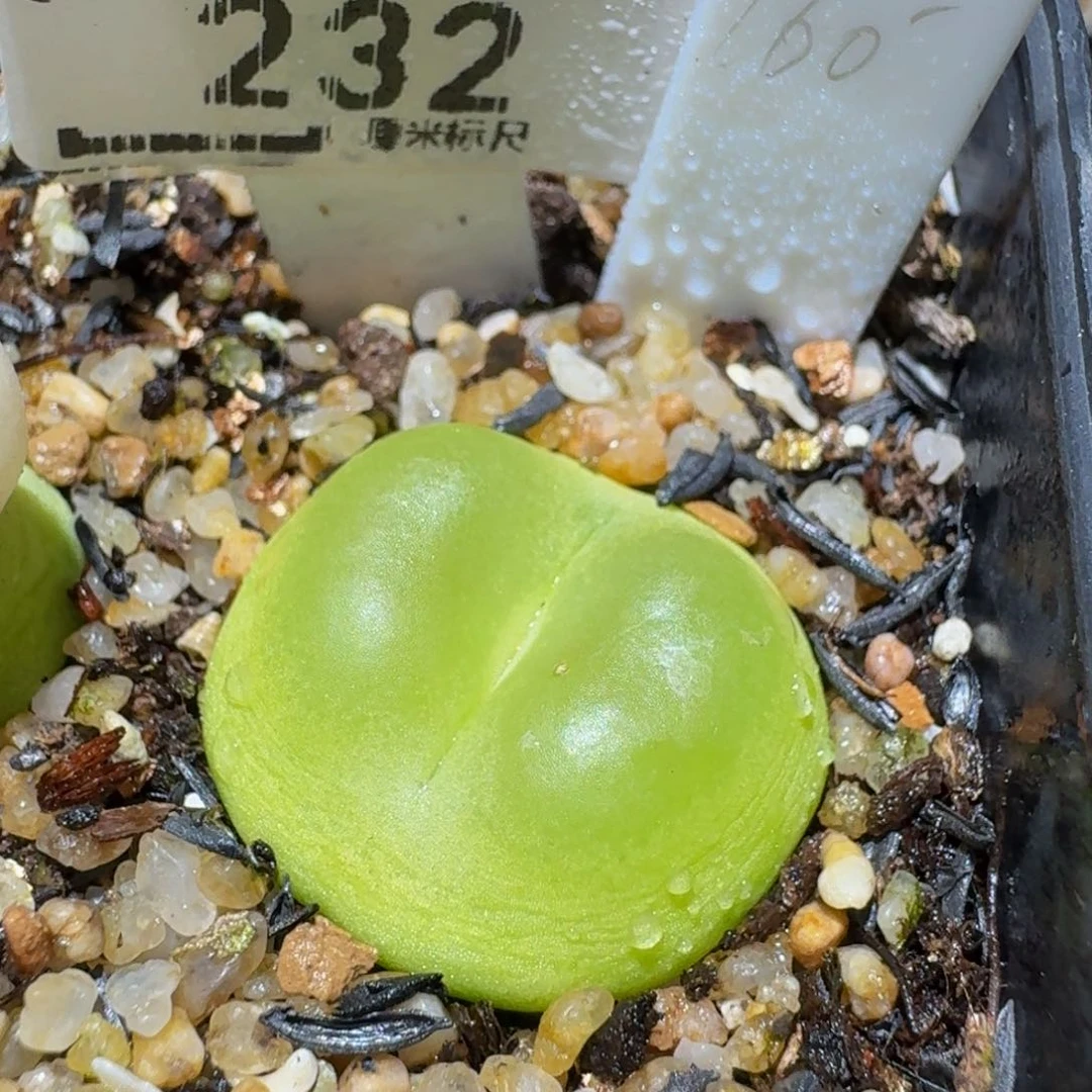 Sssss生石花肉232拉登