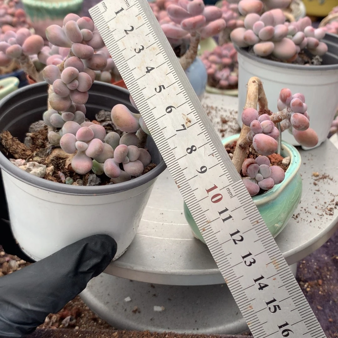 雪***子80号不带盆偏远地区不包邮的