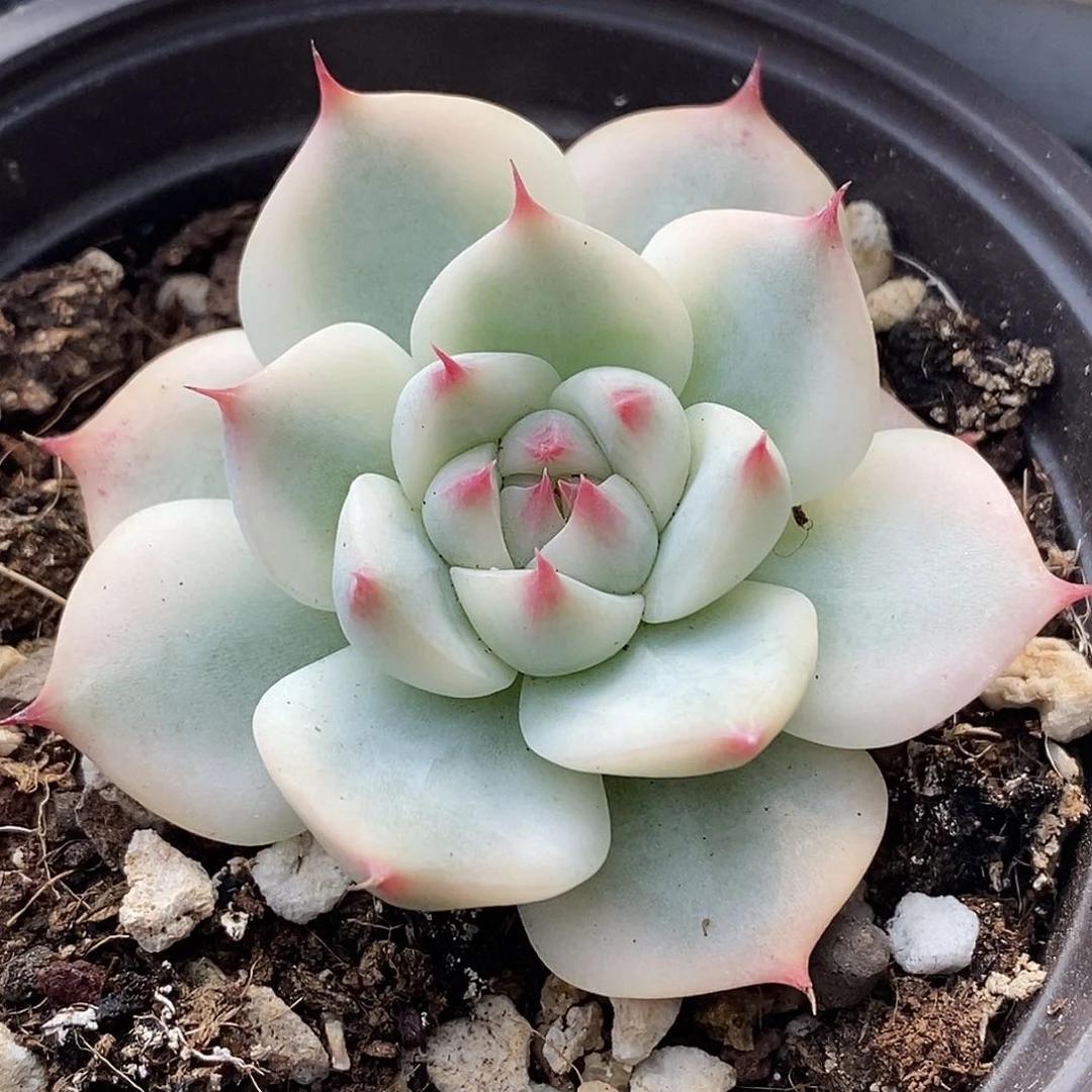 吉娃娃锦 小方花圃一物一拍