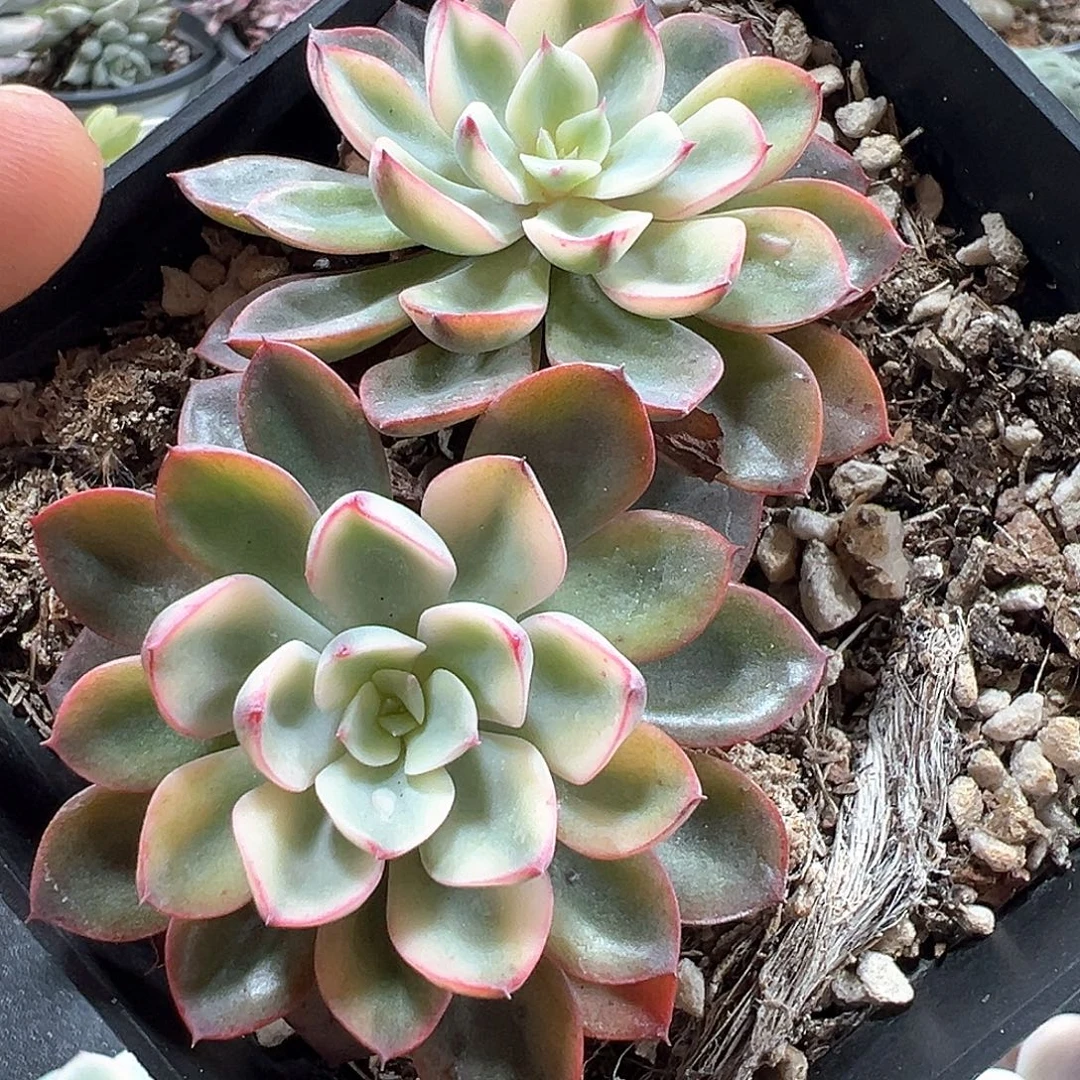 雨滴锦福伦锦  小方花圃一物一拍