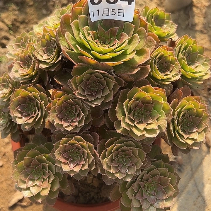 11.5-64红魔多肉植物1