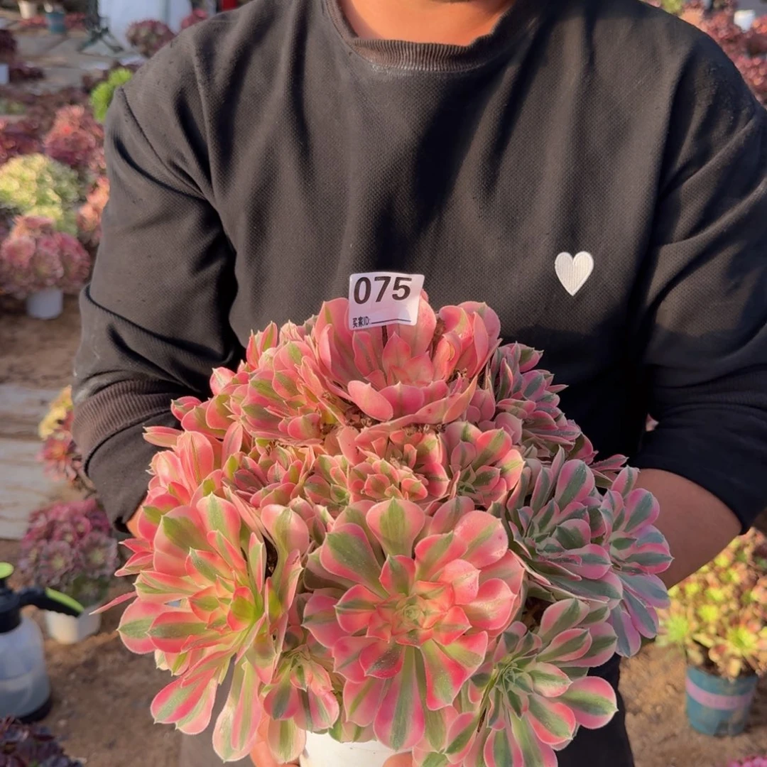 075粉女巫多肉植物