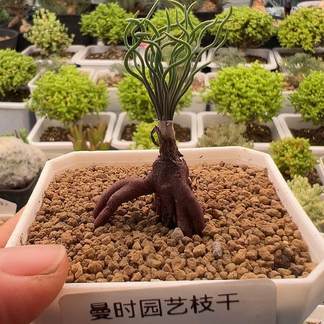 157号方便面弹11.12多肉