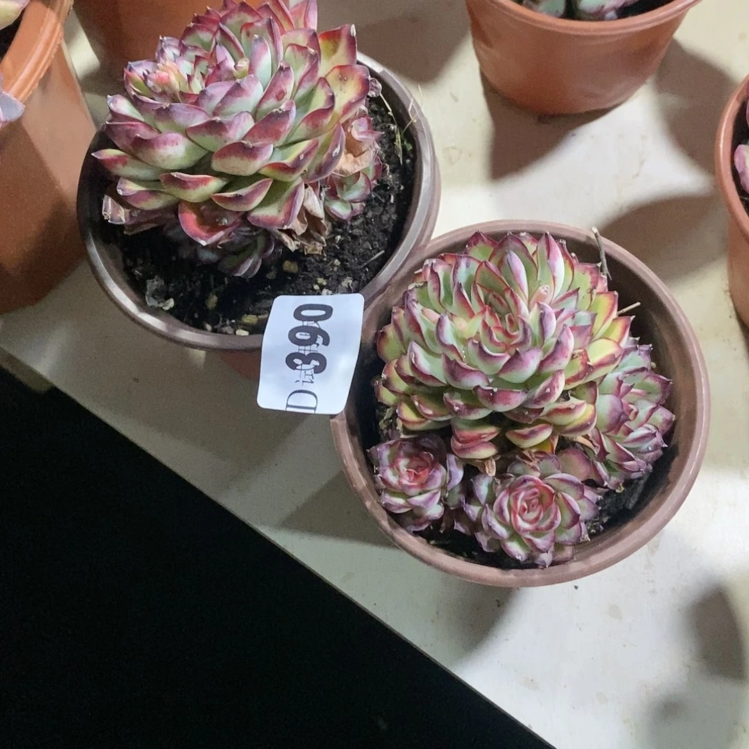 钟*390林隐多肉2颗