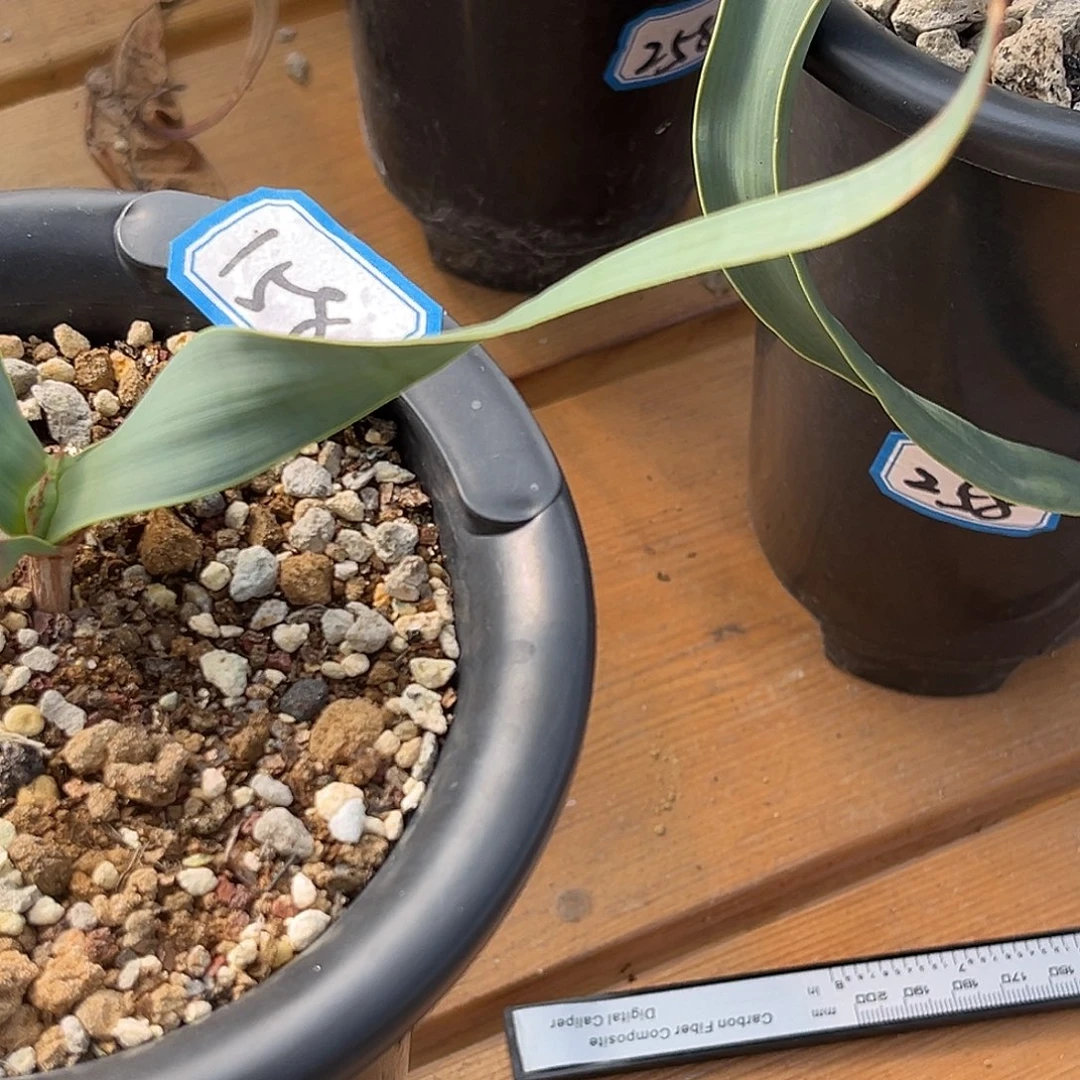 S***N潮流植物优选百岁兰，卷叶