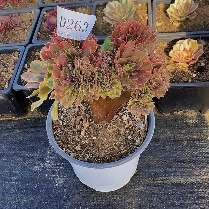 263红秀多肉缀化法师