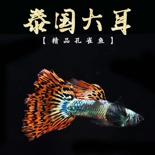 泰国大耳孔雀鱼观赏鱼热带鱼小型鱼（报损需要开箱视频）