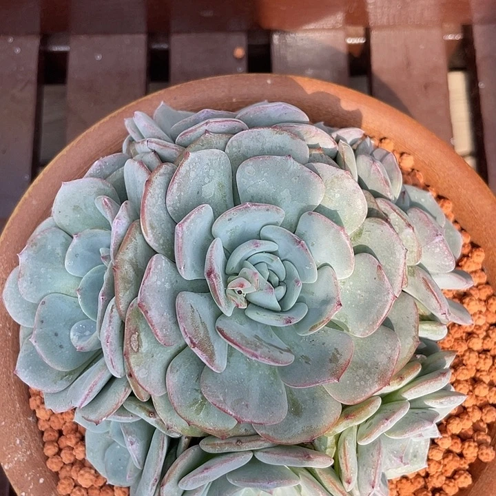 勃朗峰多肉植物群生