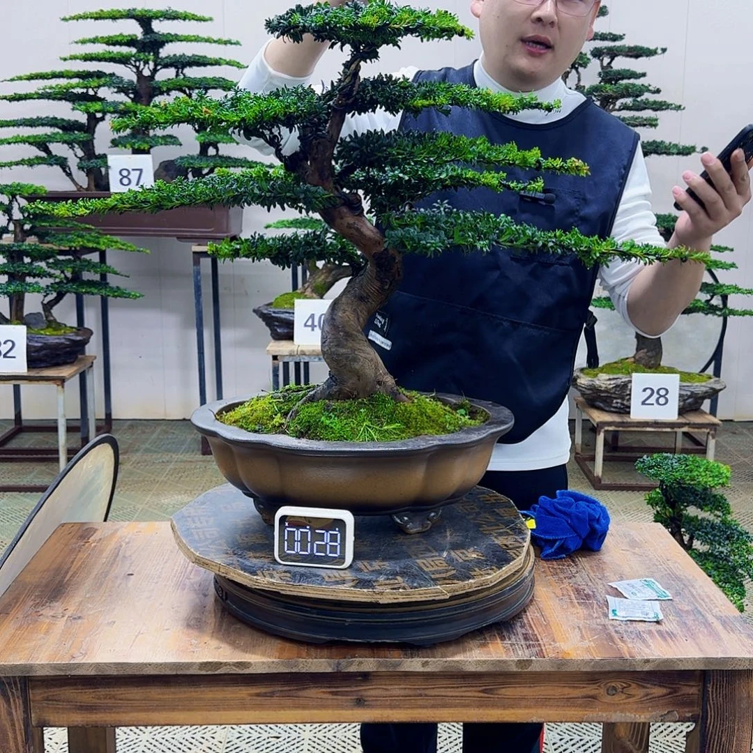 无花朵珍珠红芽罗汉松造型盆景