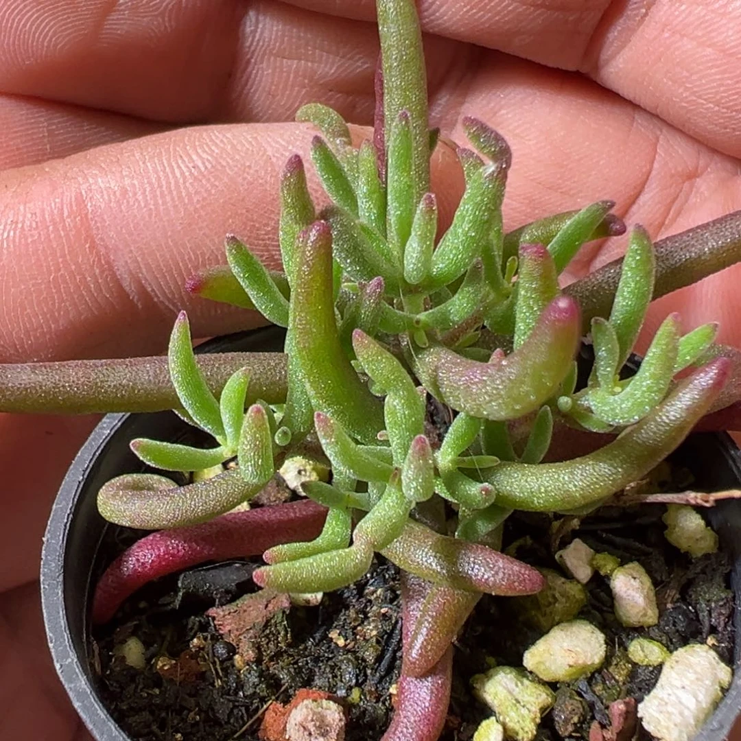 虞姬50杯老桩福利