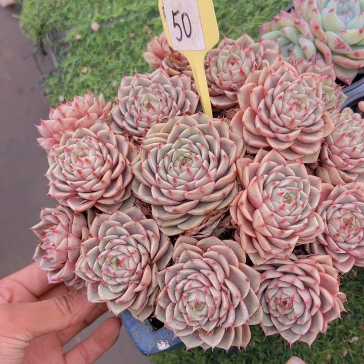 健健康康平平安安多肉