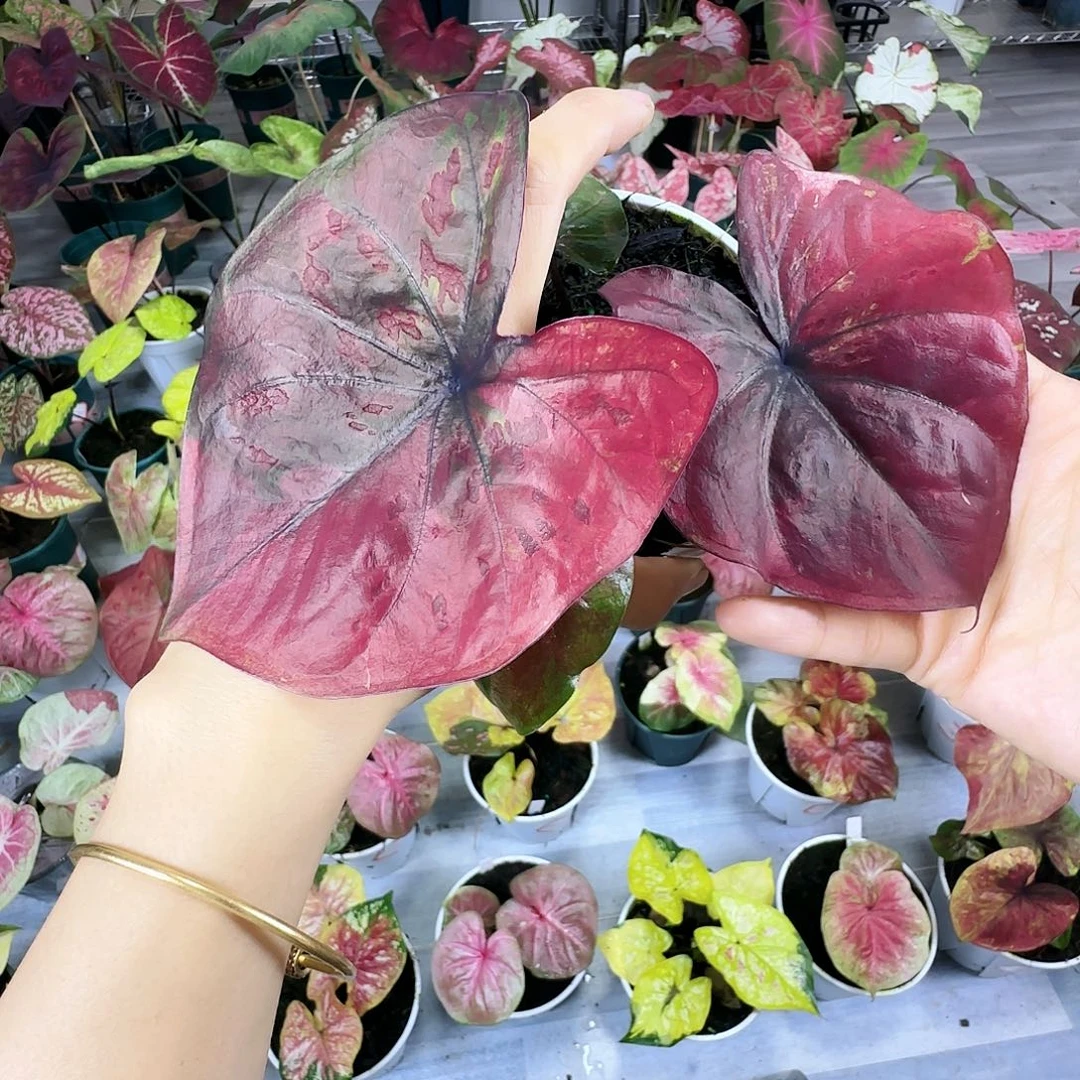 完全开放      22红魔