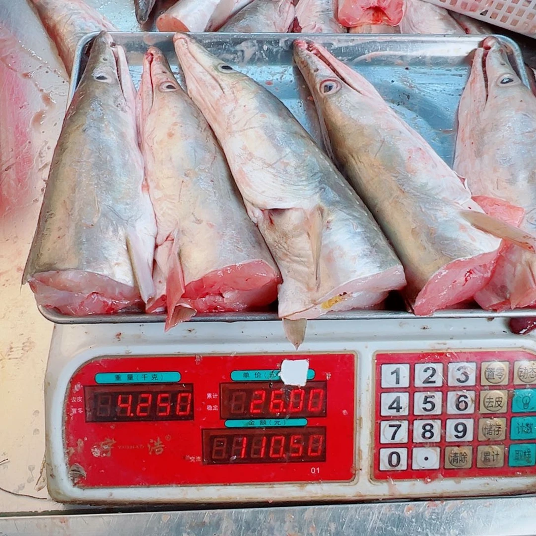 中国大陆五个鳗鱼头