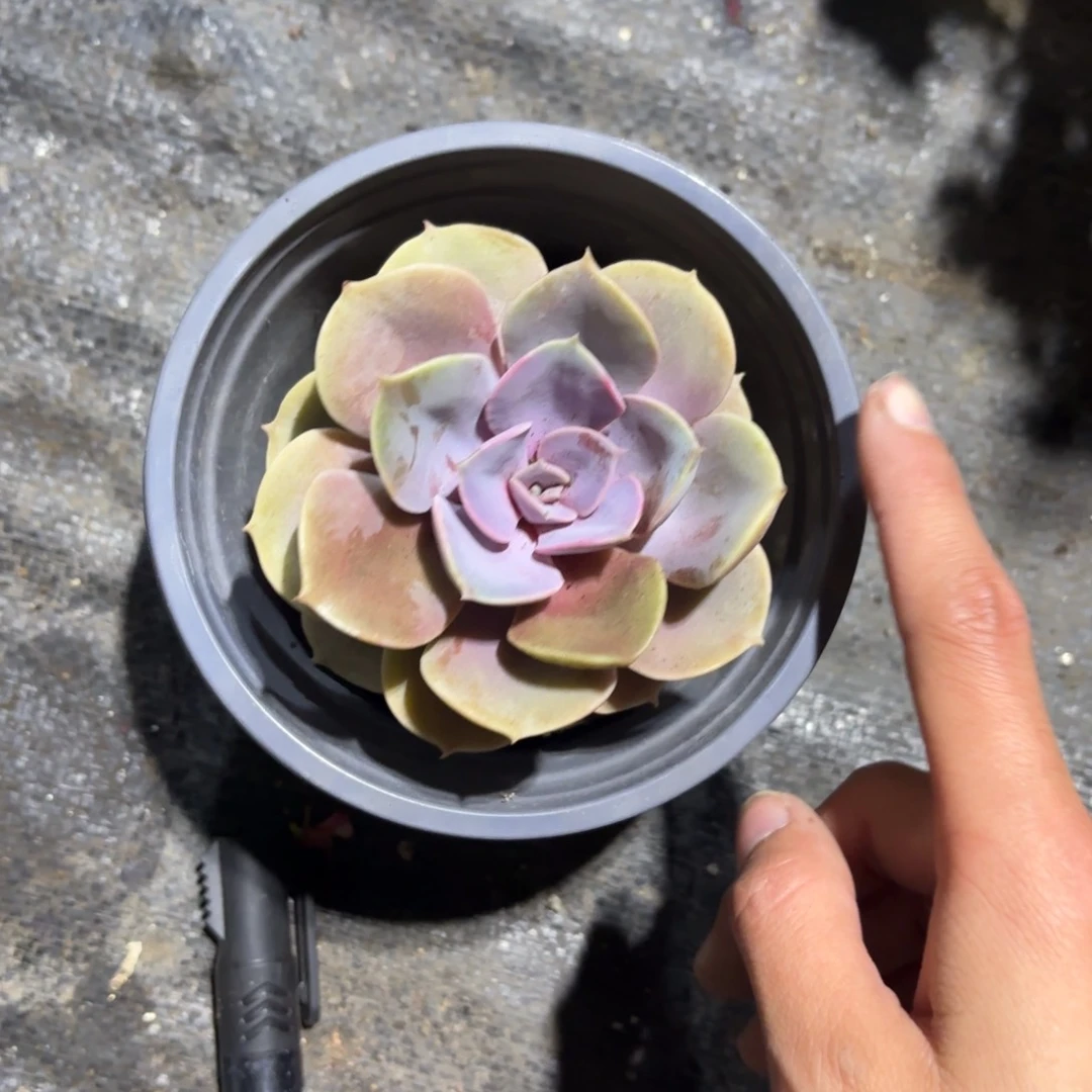 紫珍珠福利款！新疆包邮