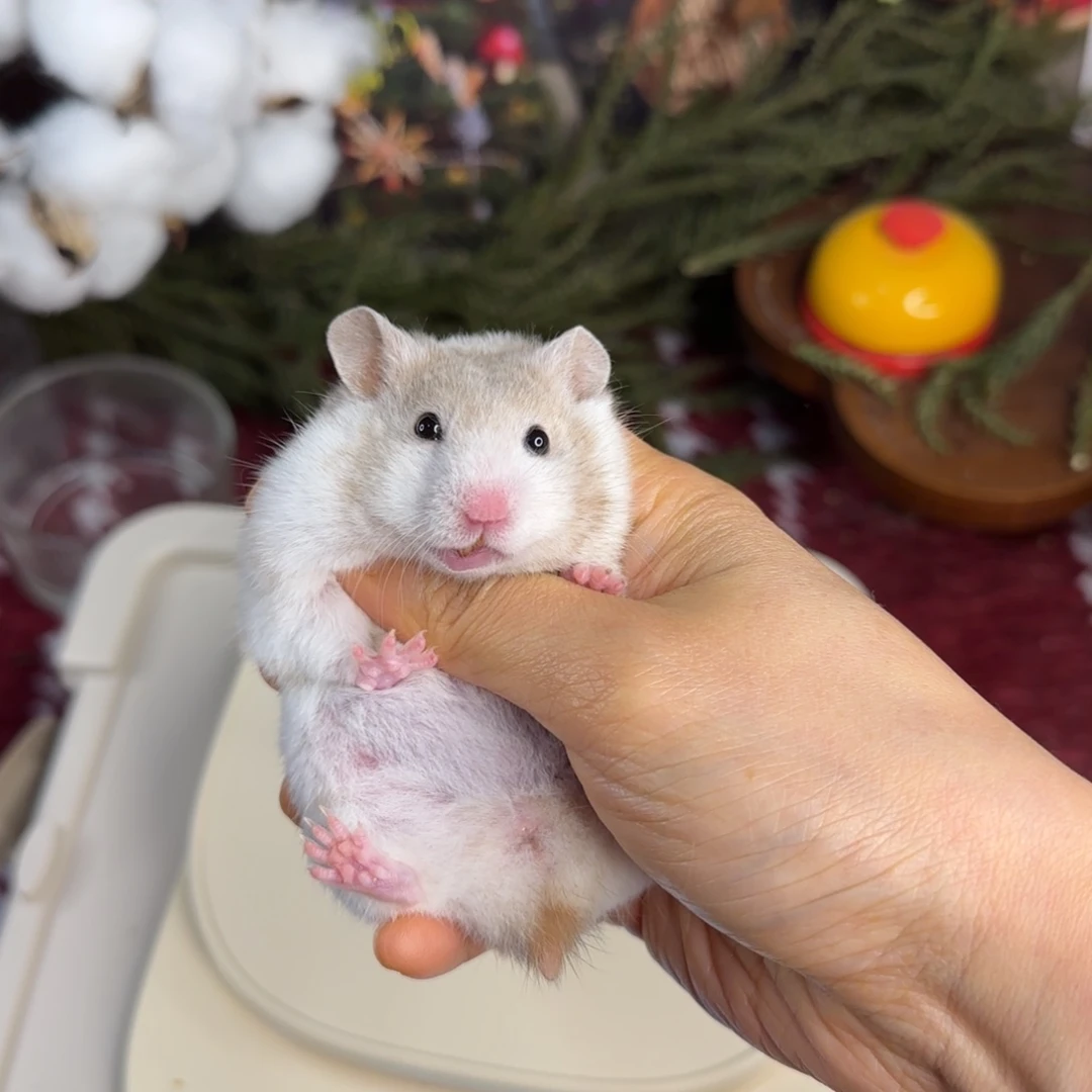 巧波妹妹11.08生日