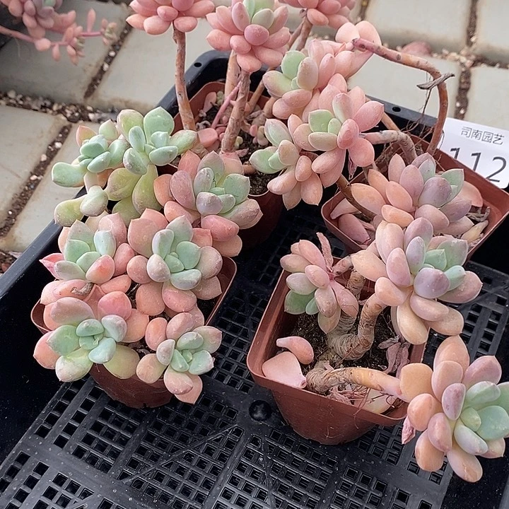 112 多肉植物组合盆栽花卉种植