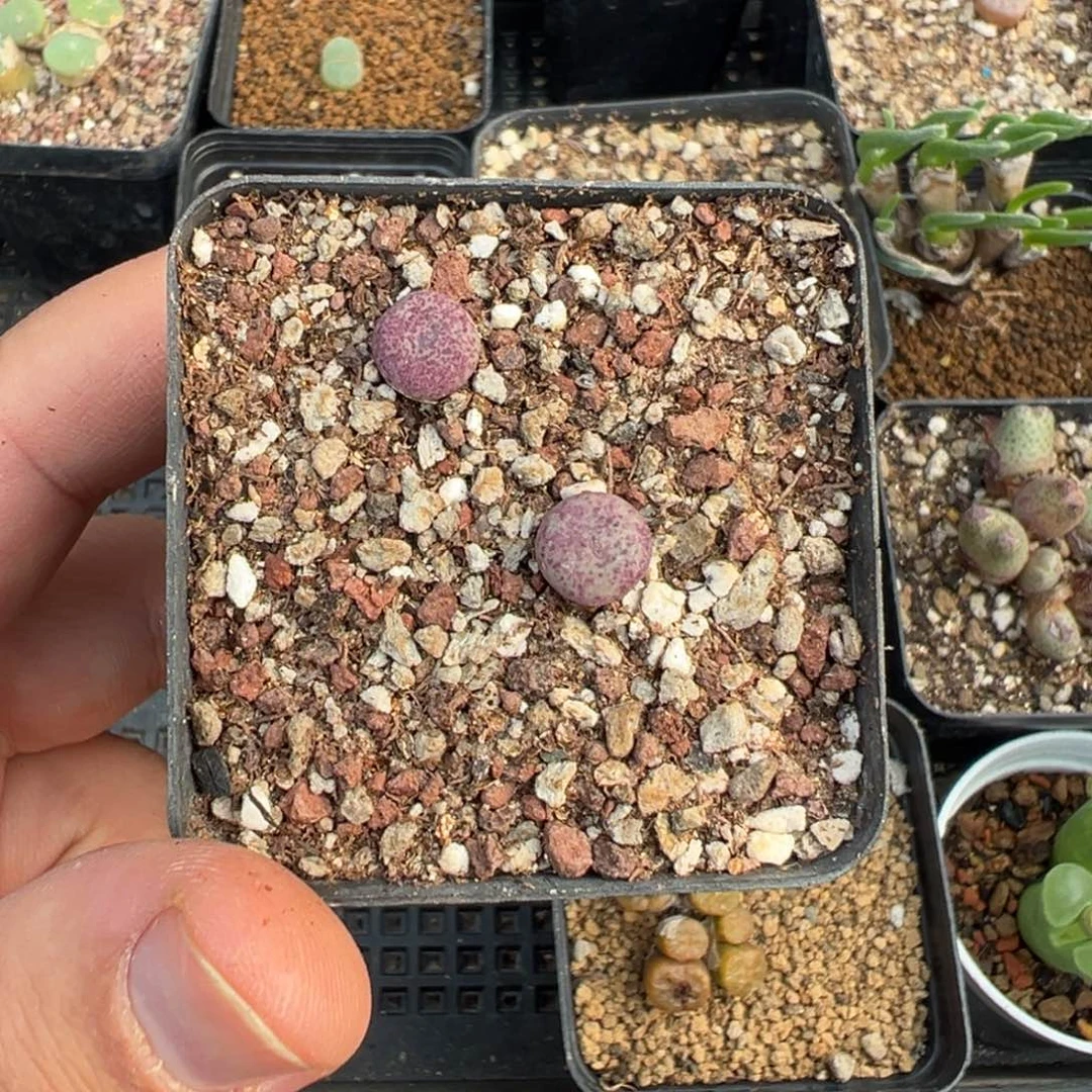 16+197肉锥多肉植物，