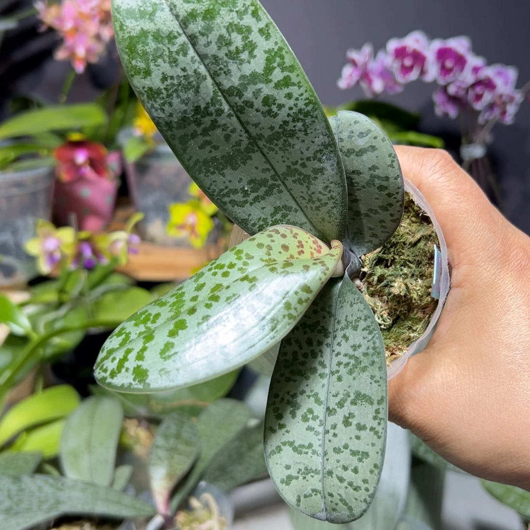 沧***生大部分开放少量花苞