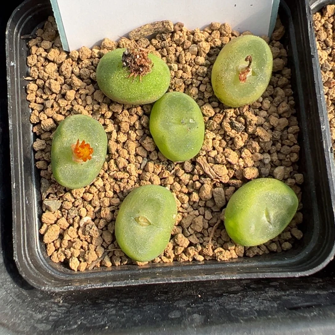 19-169肉锥多肉植物