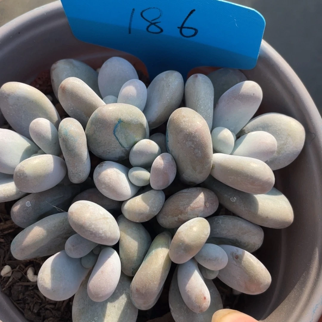 原始奶酪群生无砍六头186