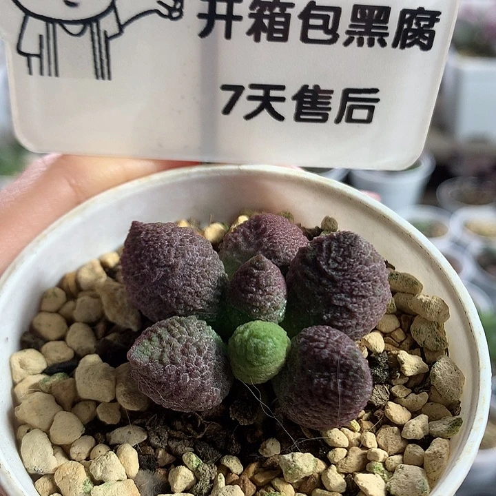 A7615 —专拍专拍专拍