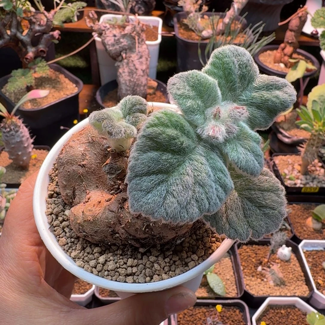 断涯皇子590 仙人掌