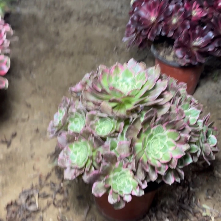 多肉植物法师海王3