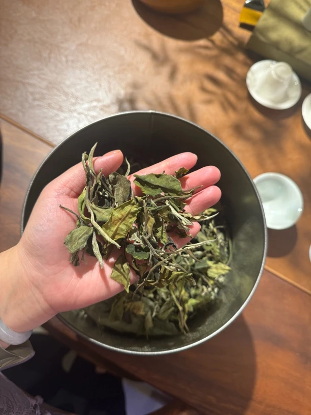 2024年云南临沧冰岛老寨大片区早春日晒白茶