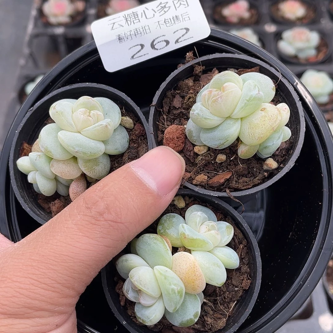 云糖心多肉植物262