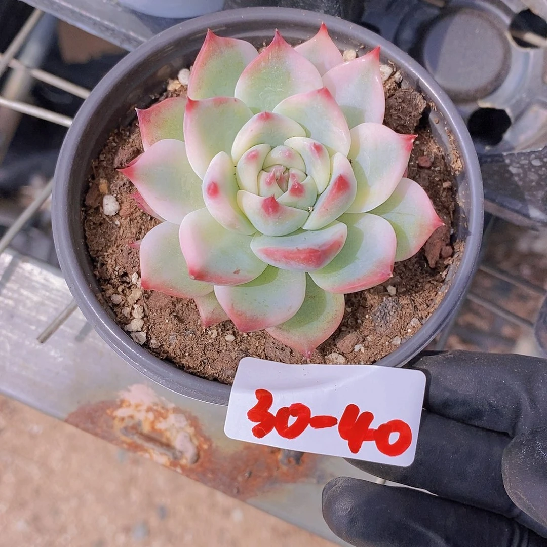 峰*30-40- 专拍 吉娃娃锦福利一颗