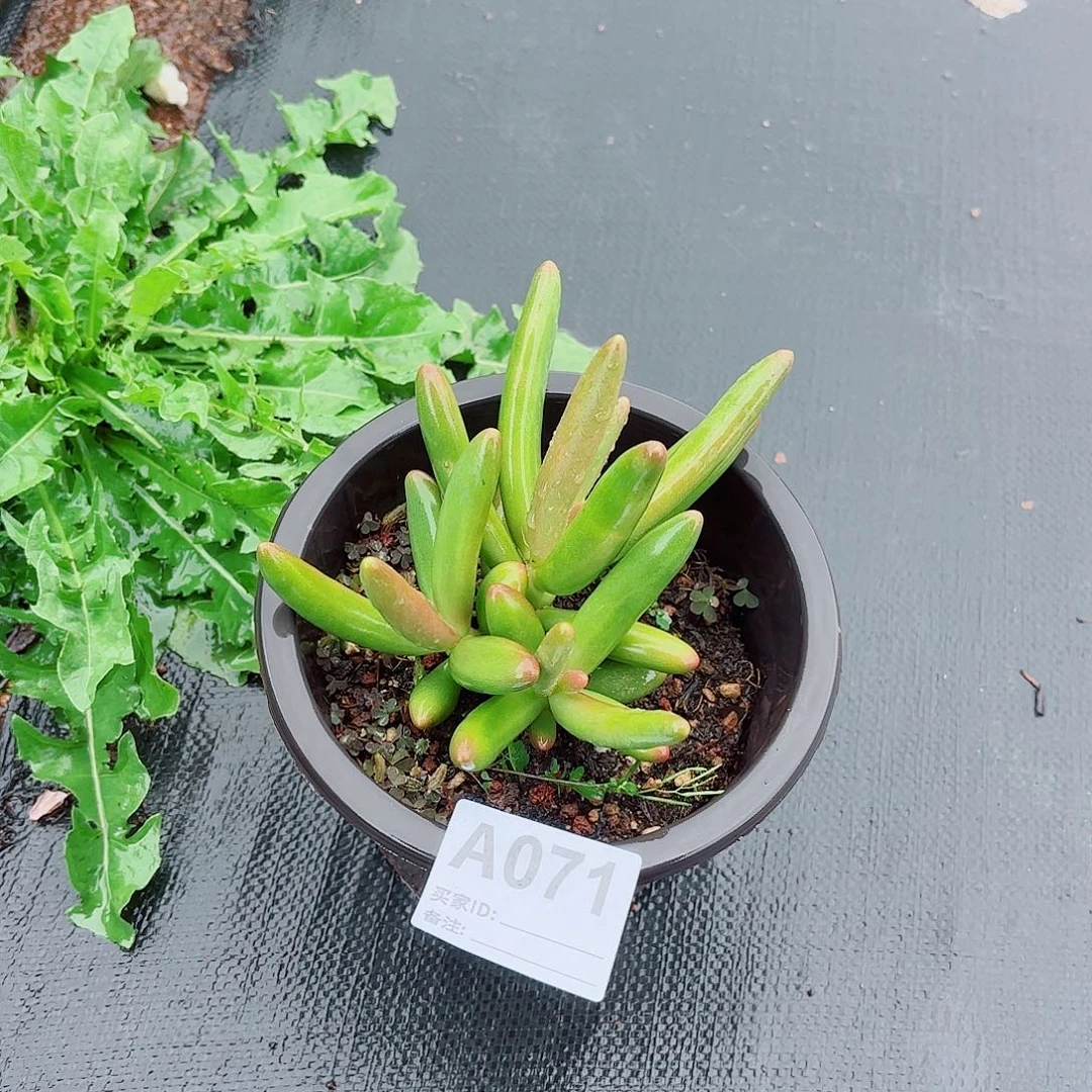 椰子树多肉植物71