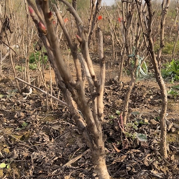 陆***完全开放岛乃藤大颗