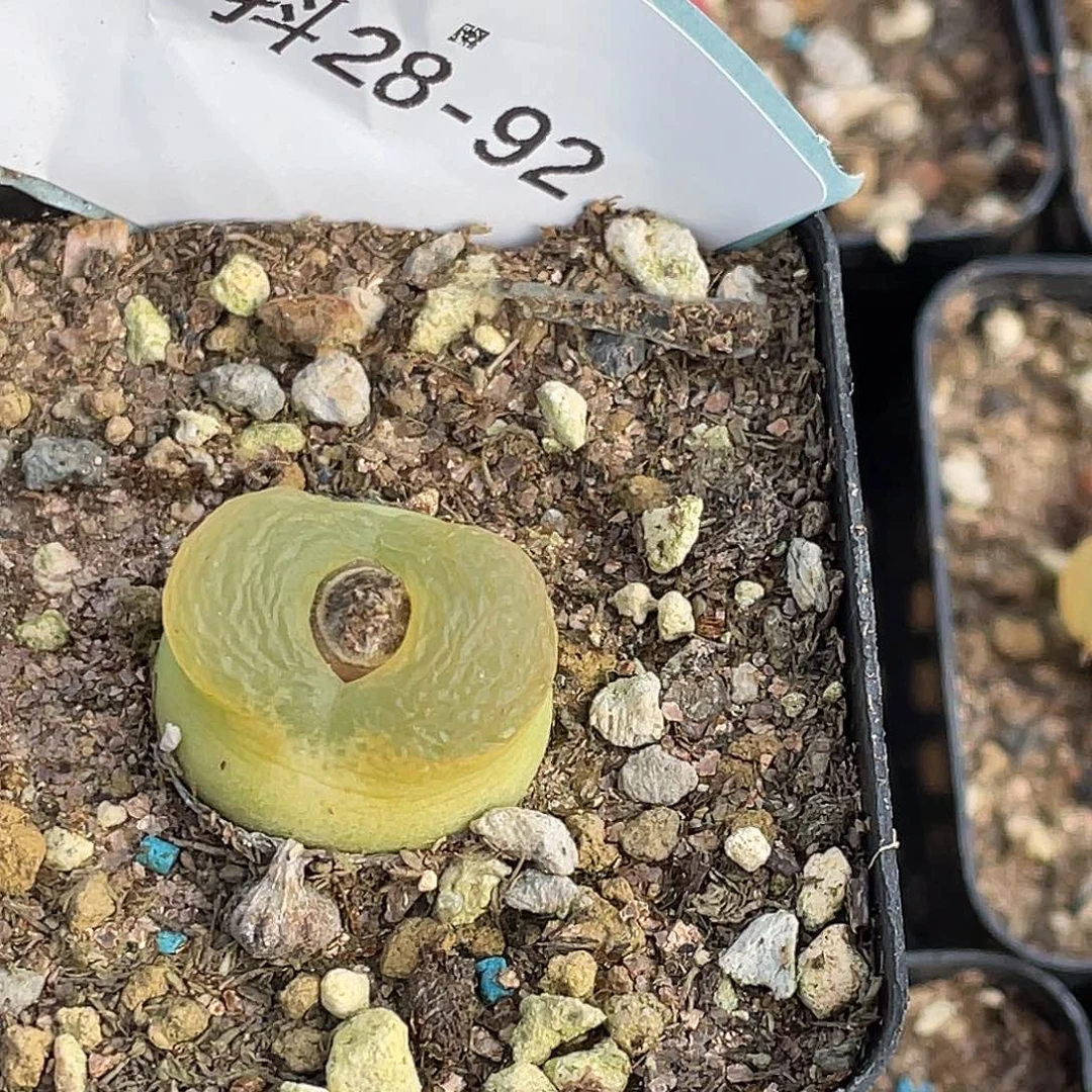 咪***咪28-92肉锥多肉植物