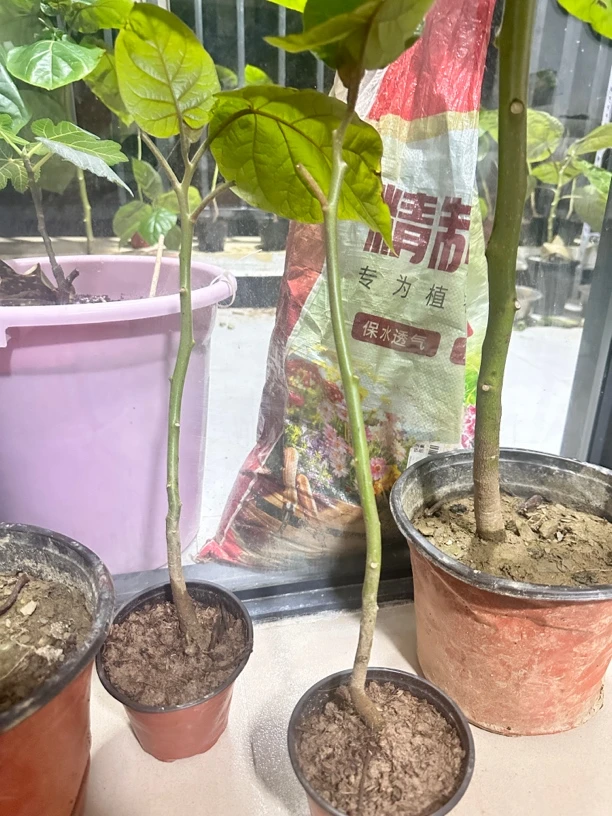 云南树番茄大苗40cm-50cm南北方均可种植盆栽地栽种植一年就结果