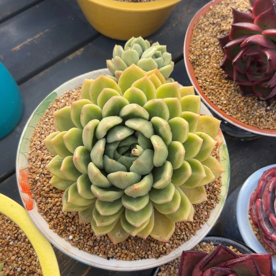 多肉一物一拍0218-54