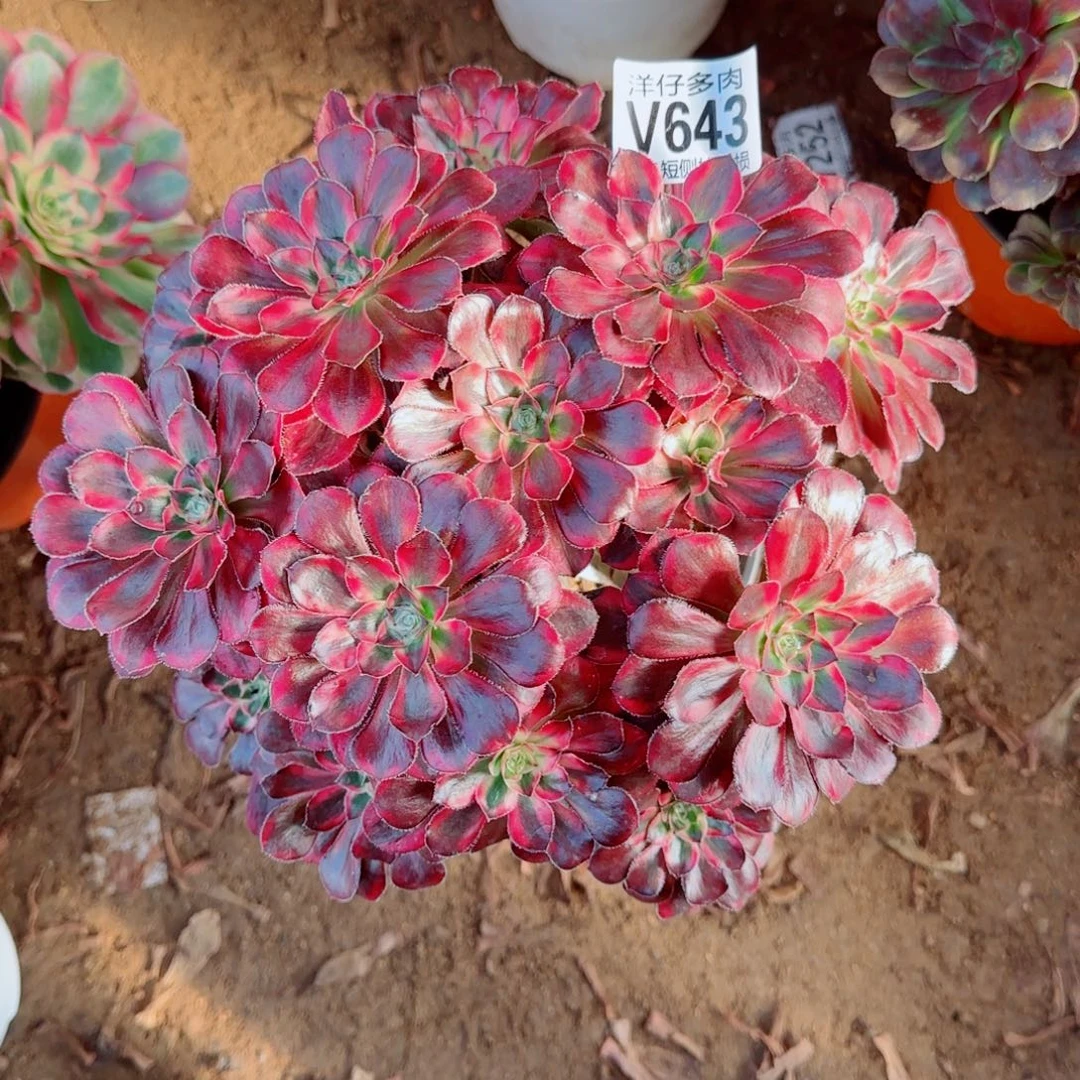 丽娜法师643冠幅22