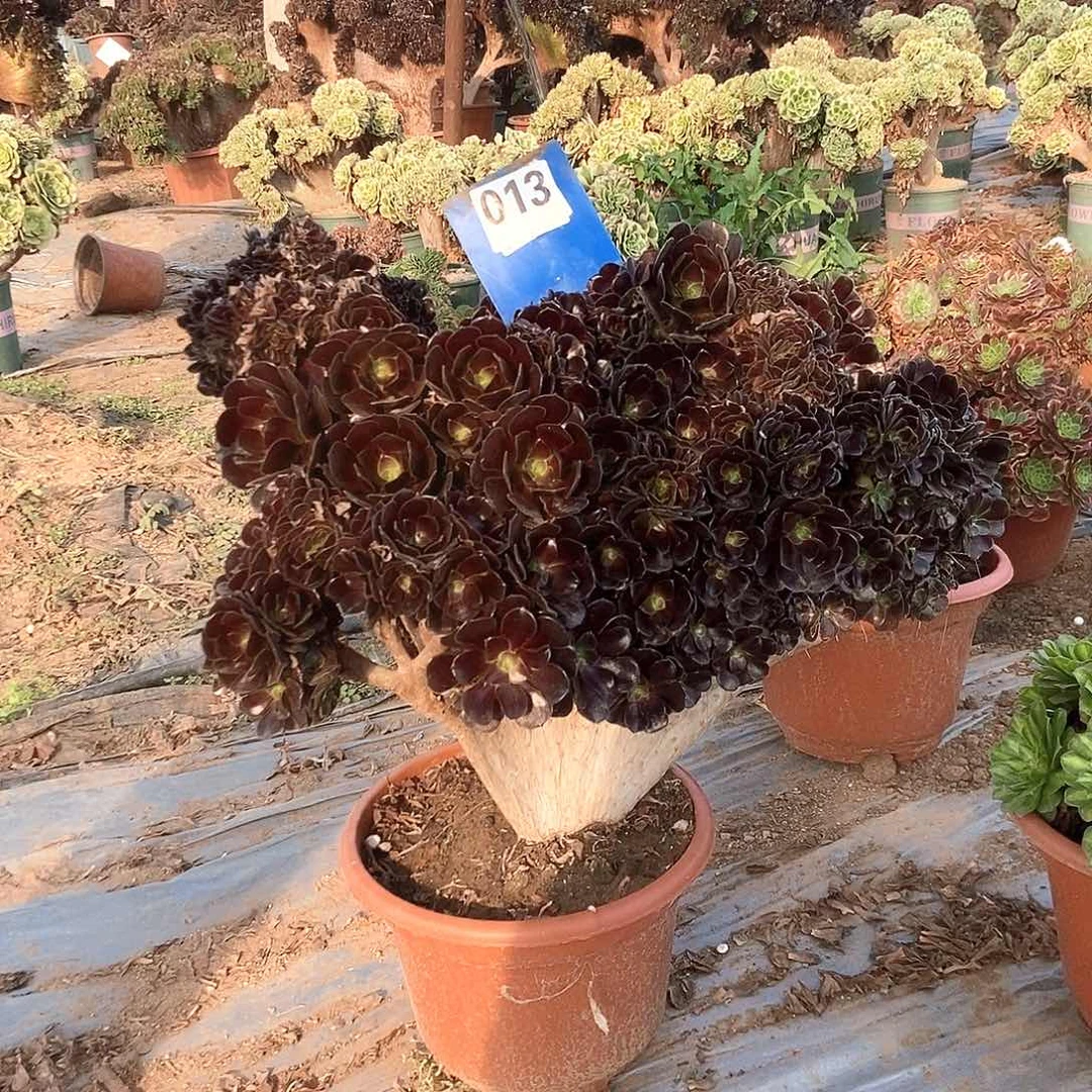 钰***茹完全开放013欧紫缀化