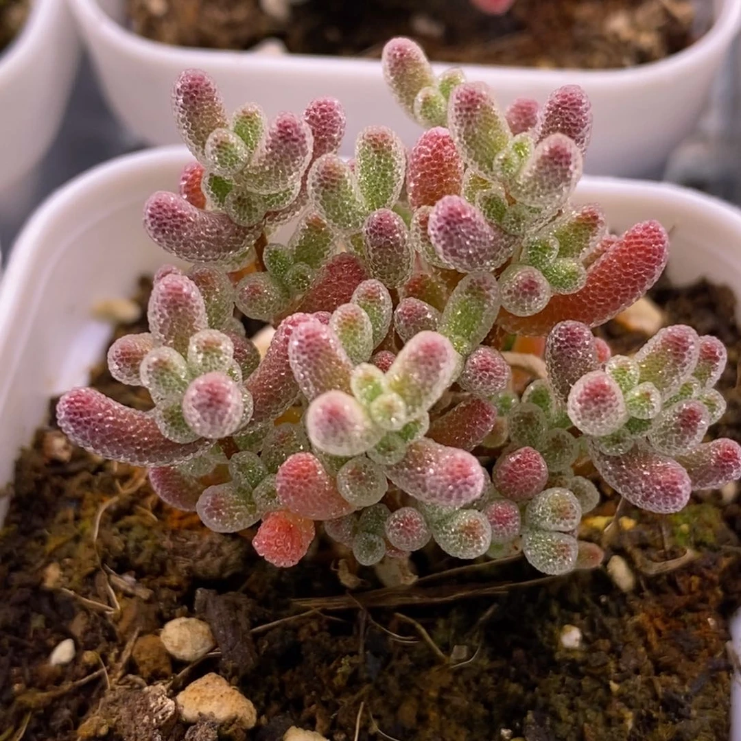 D****y120实生冰晶