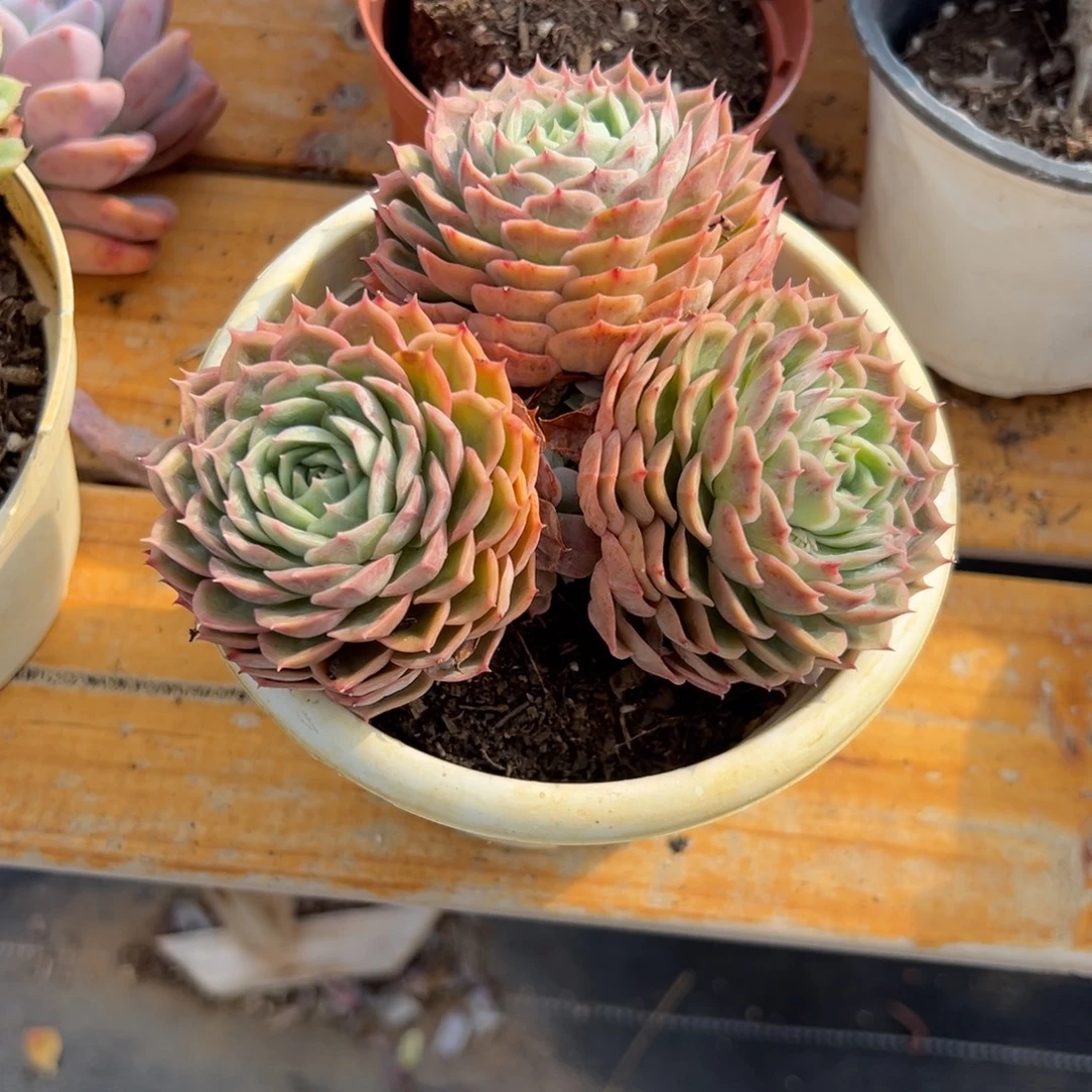 多肉植物小群昂斯诺