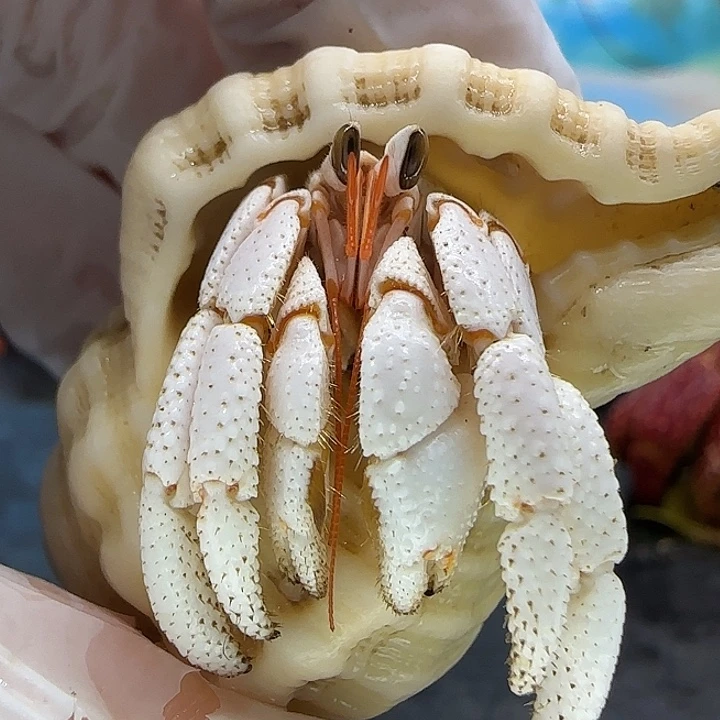 1***u瓷白白草1.5cm口径