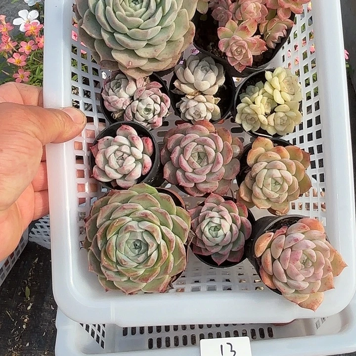 完全开放多肉组合