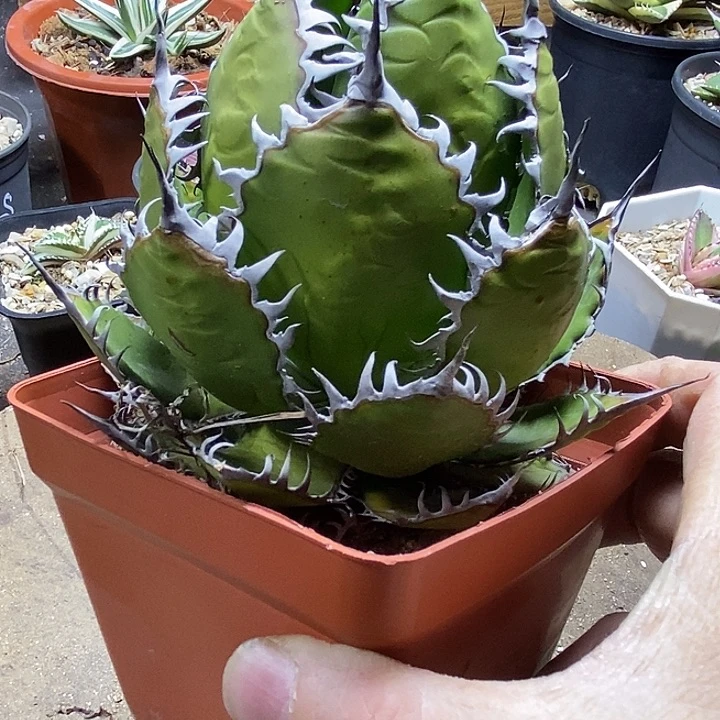 伟***索霍利达。