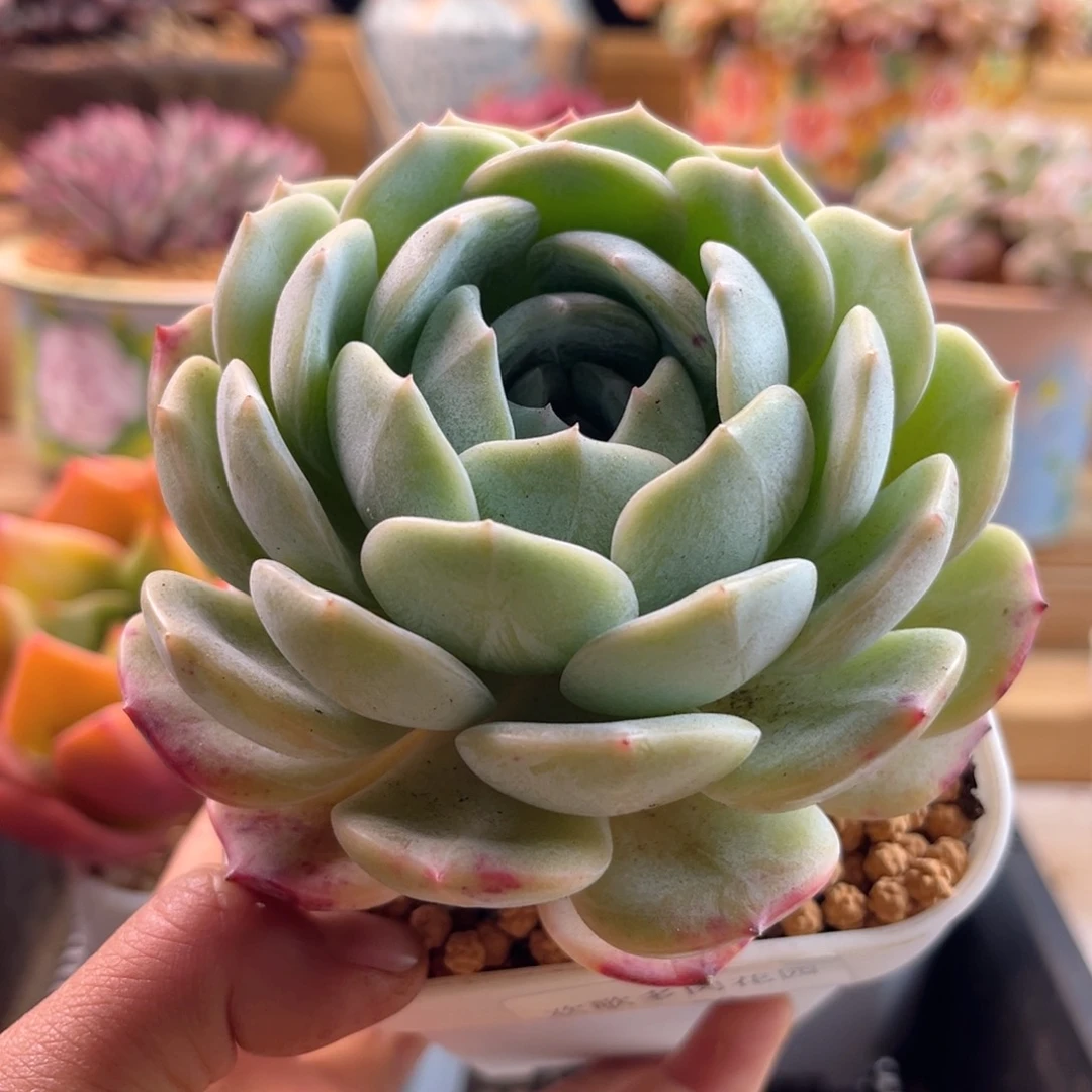 2.13-50劳林1111111