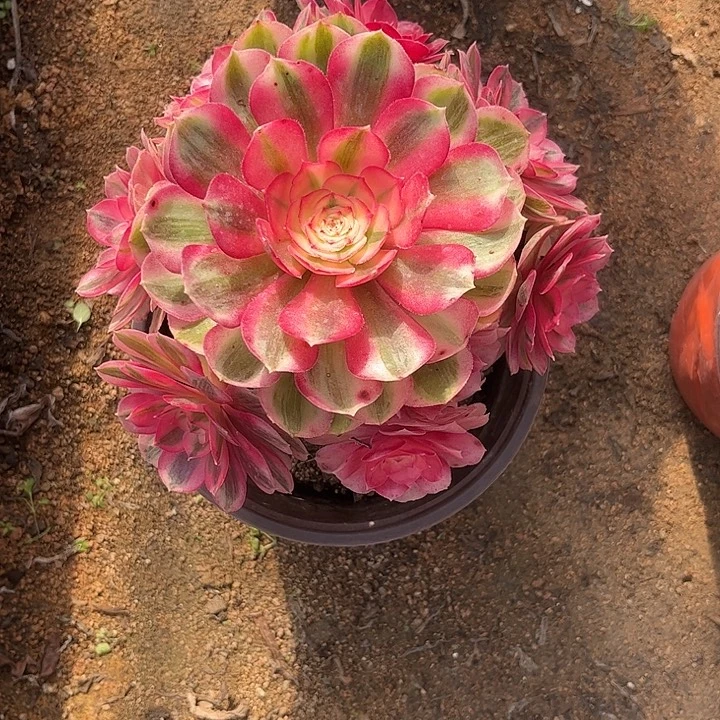 我***云多肉植物倾城锦…………