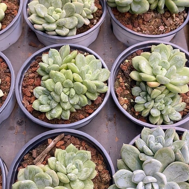 团 百达翡翠 福利多多