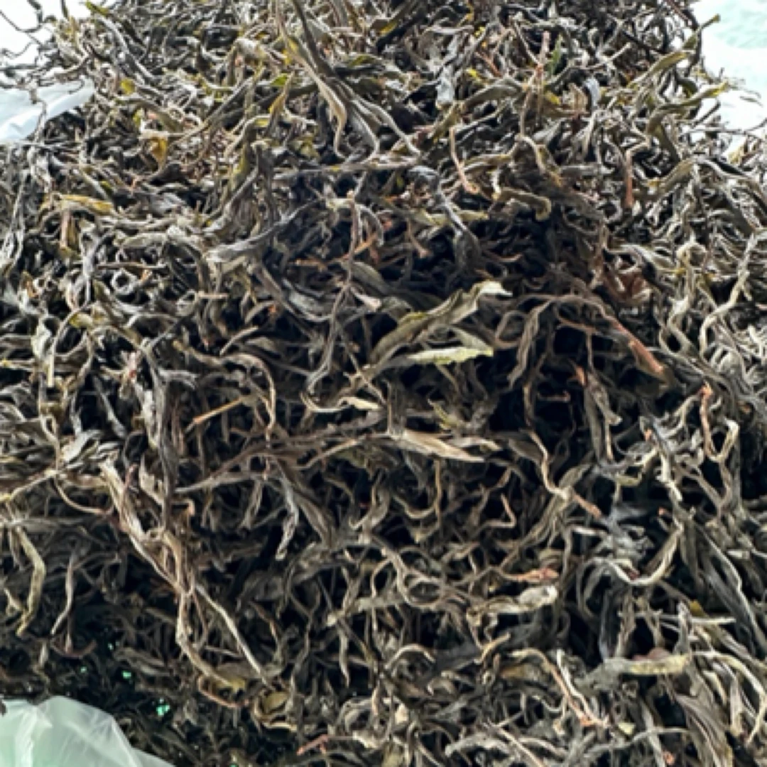 2025年东弄正山古树混采春茶 散茶