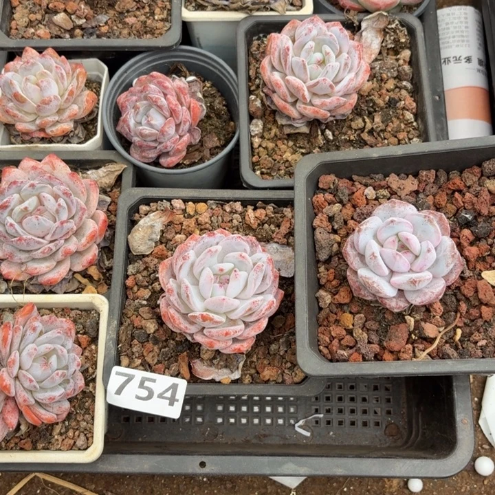 754红红火火换你一世安踏