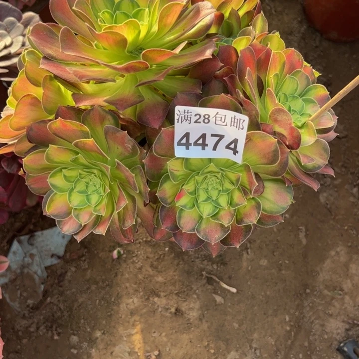 4474韶华多肉植物